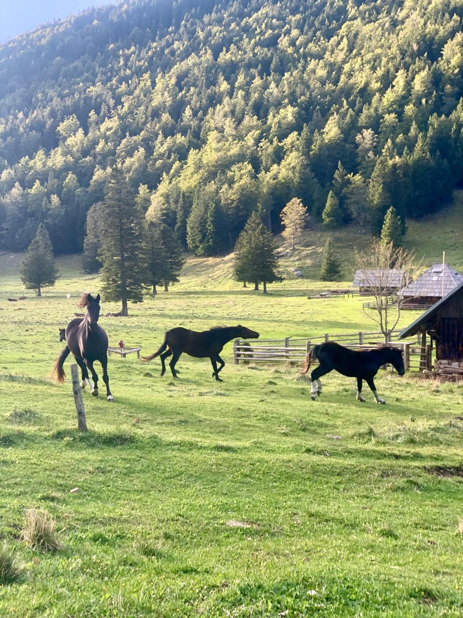 Velika Planina - Chalet Stane - Alps オスレンドネスロヴェンスカ エクステリア 写真