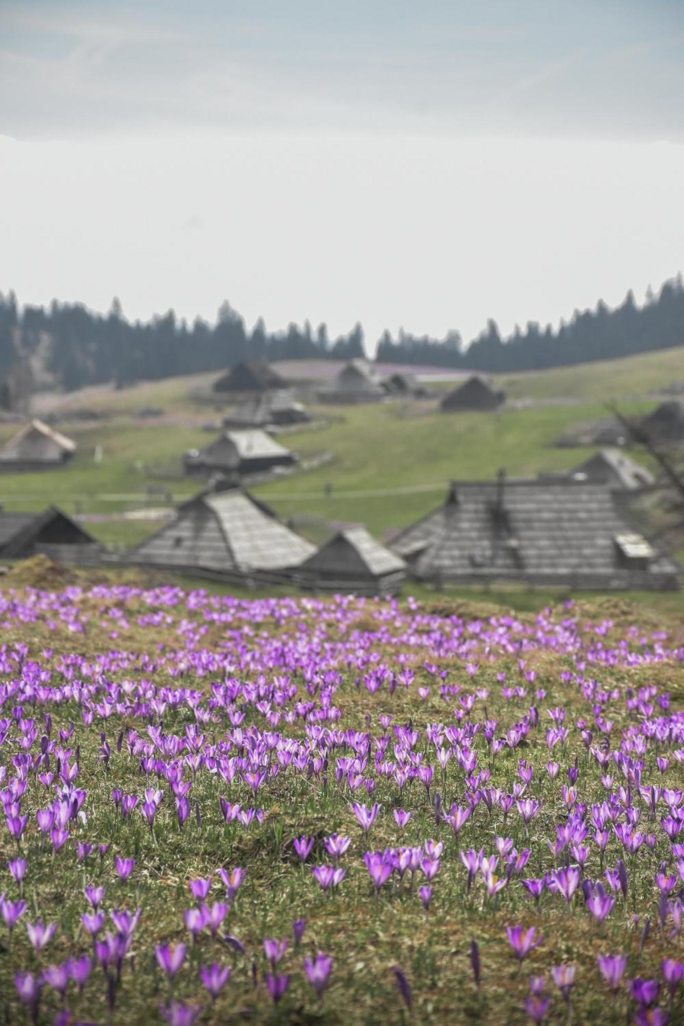 Velika Planina - Chalet Stane - Alps オスレンドネスロヴェンスカ エクステリア 写真